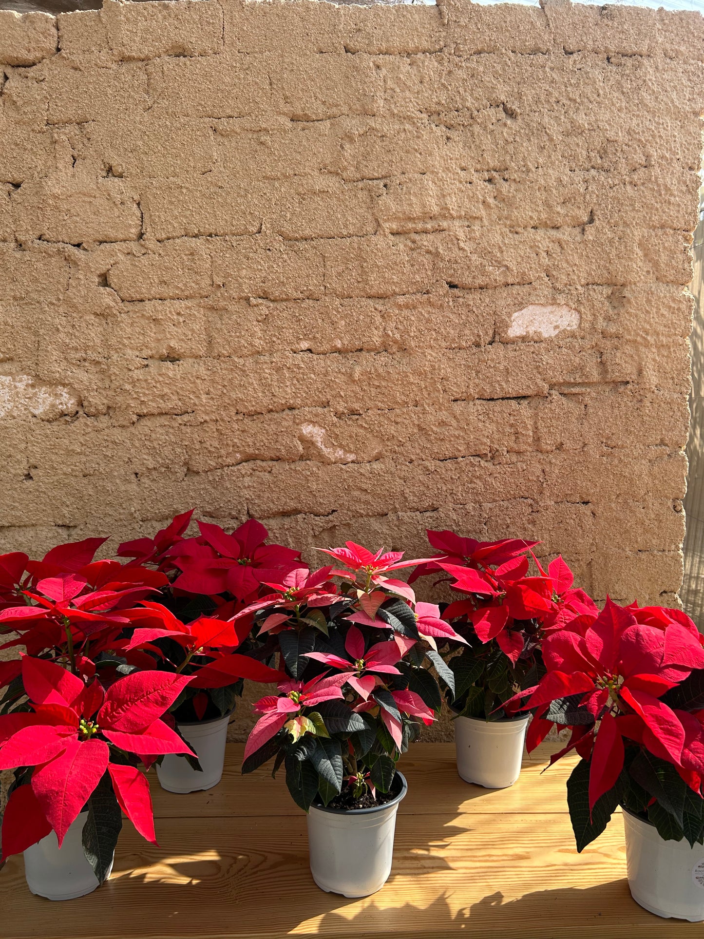 Poinsettia