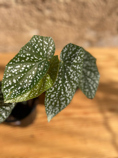 Begonia ‘Snow Capped’