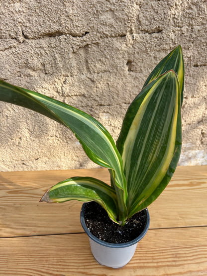Sansevieria dawei Variegata