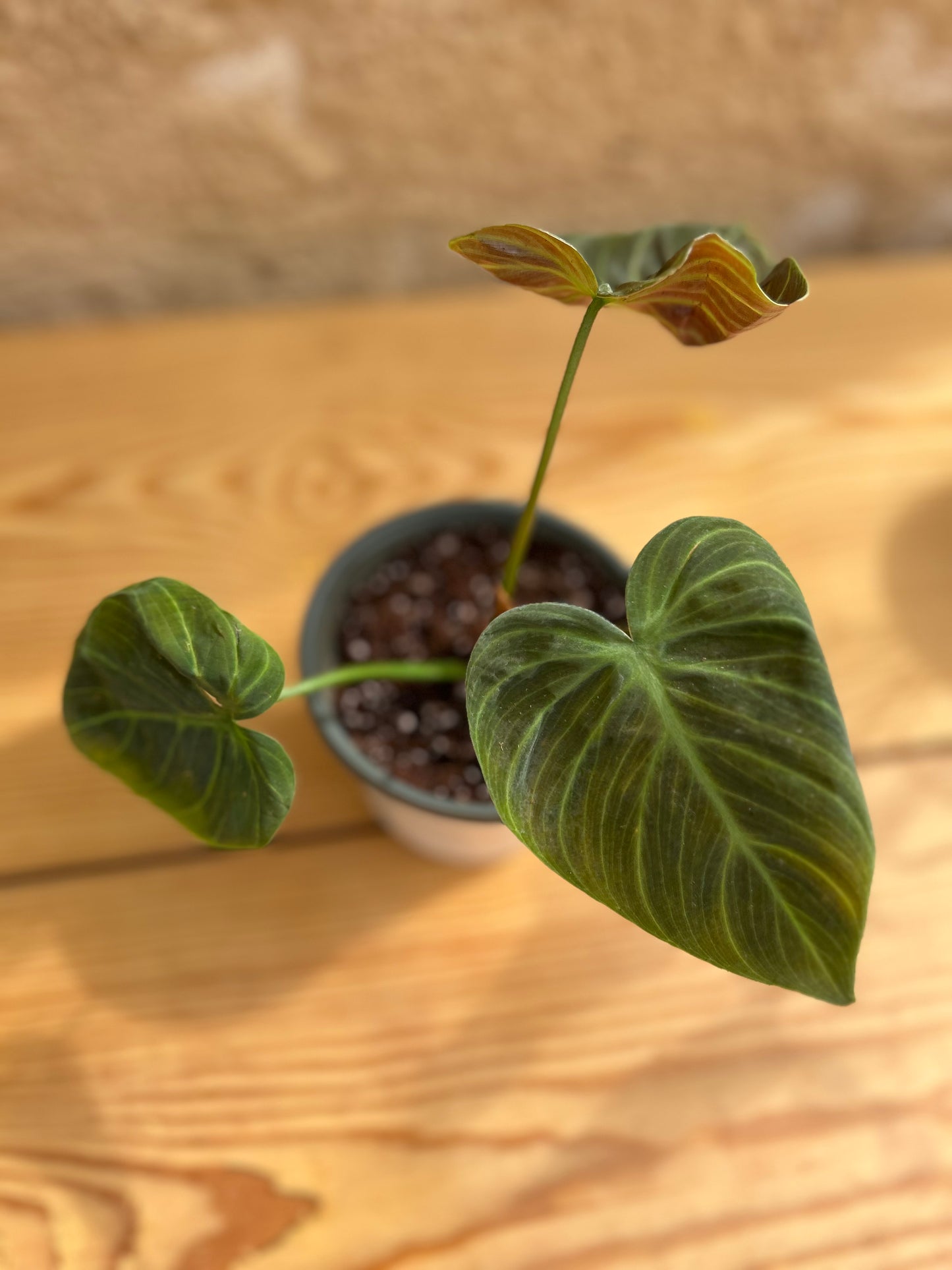 Philodendron El Choco red