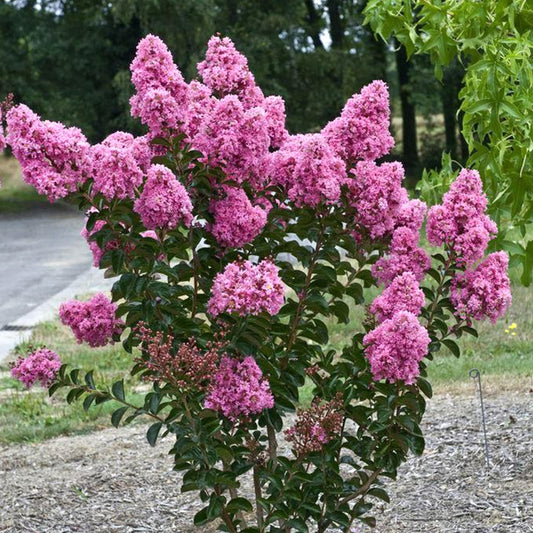 Lagerstroemia indica Bush