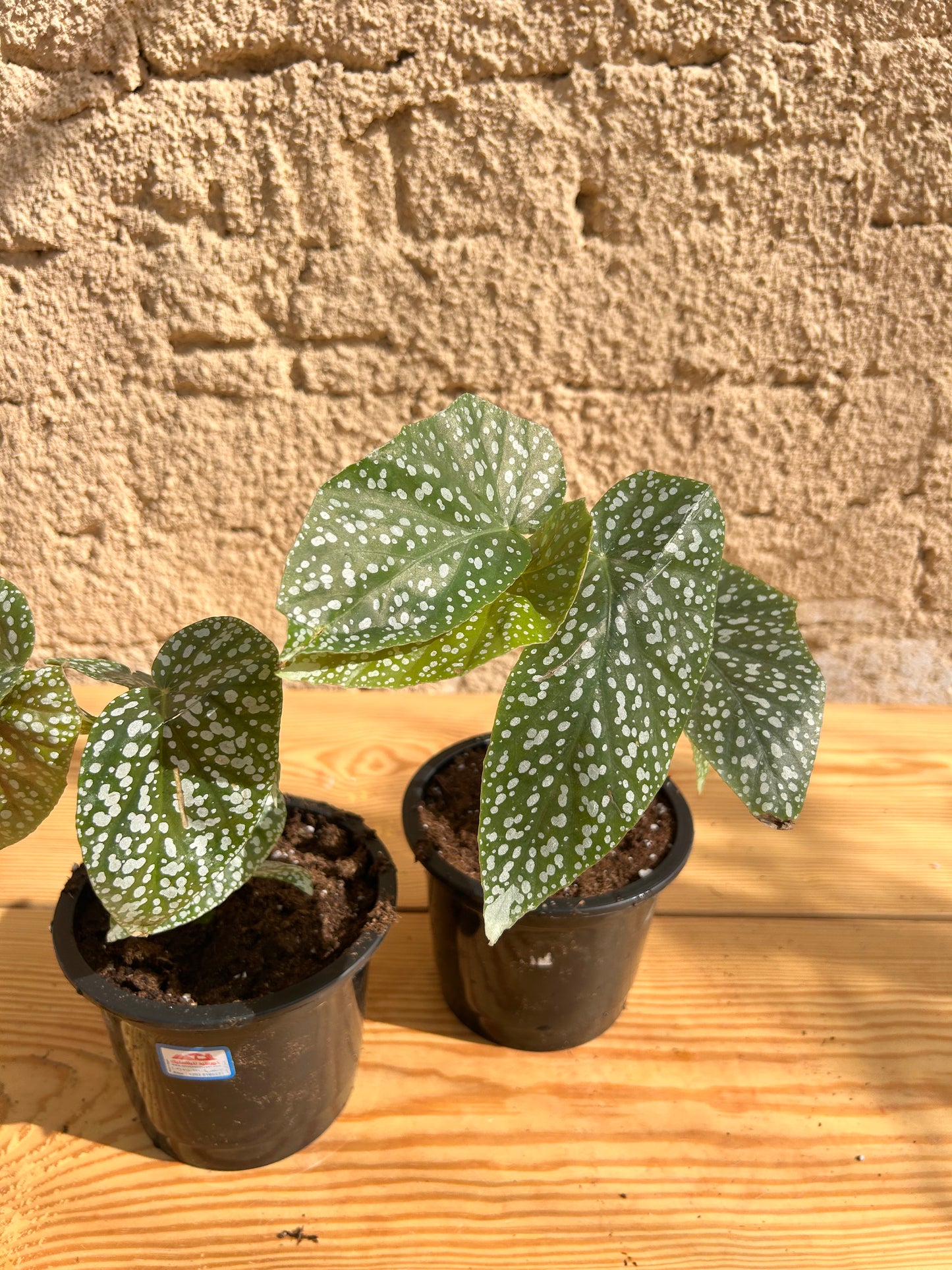 Begonia ‘Snow Capped’