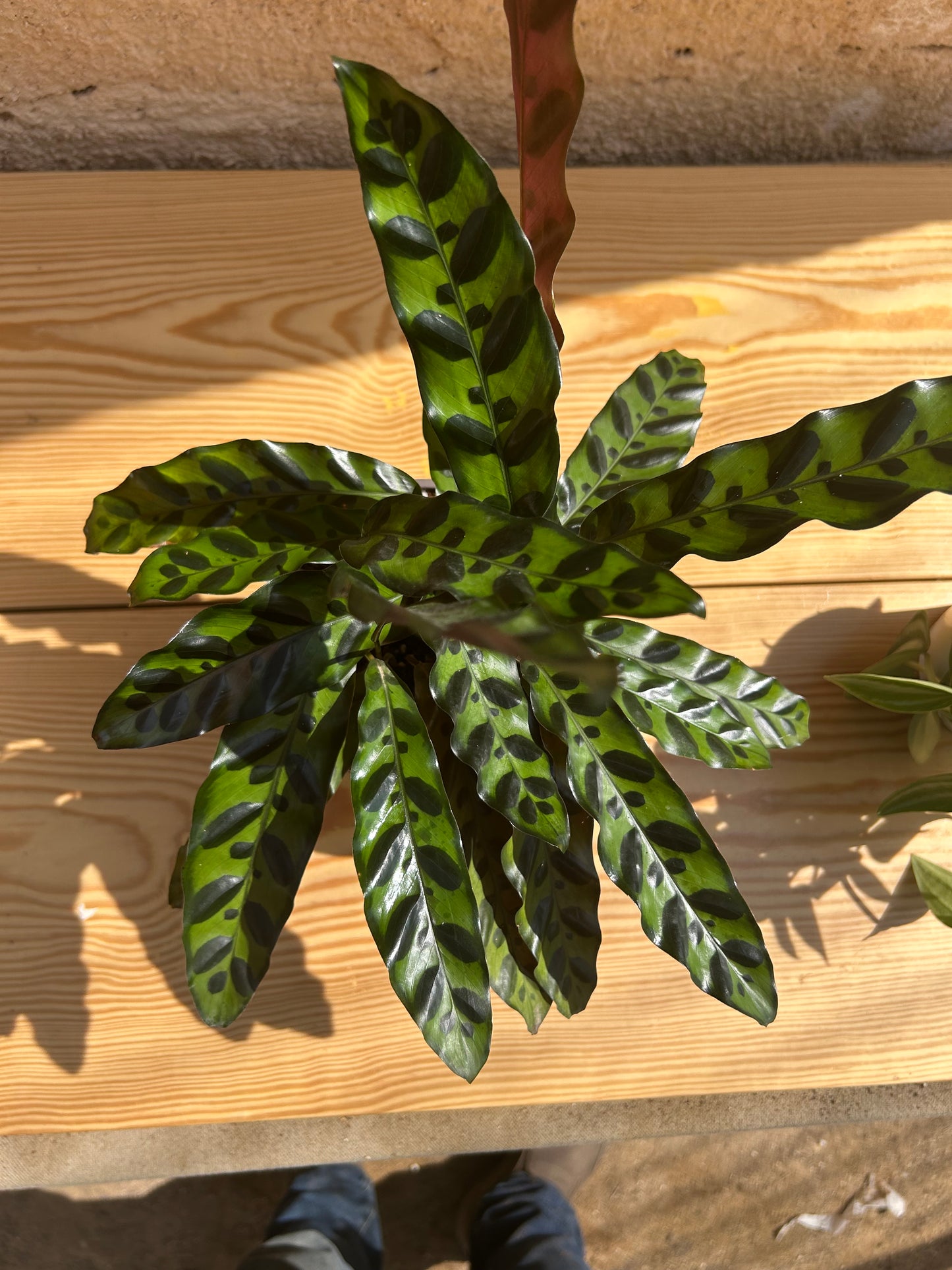 rattlesnake plant (Calathea lancifolia )