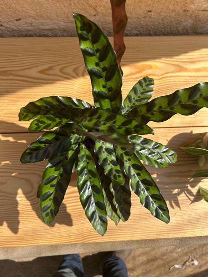 rattlesnake plant (Calathea lancifolia )