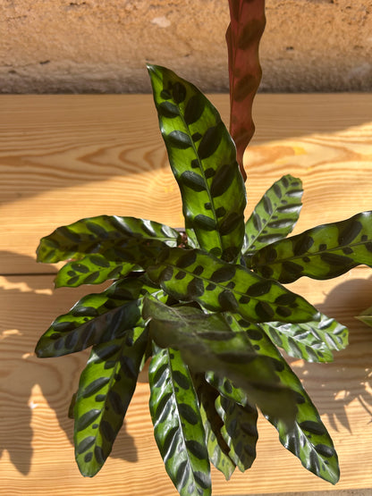 rattlesnake plant (Calathea lancifolia )