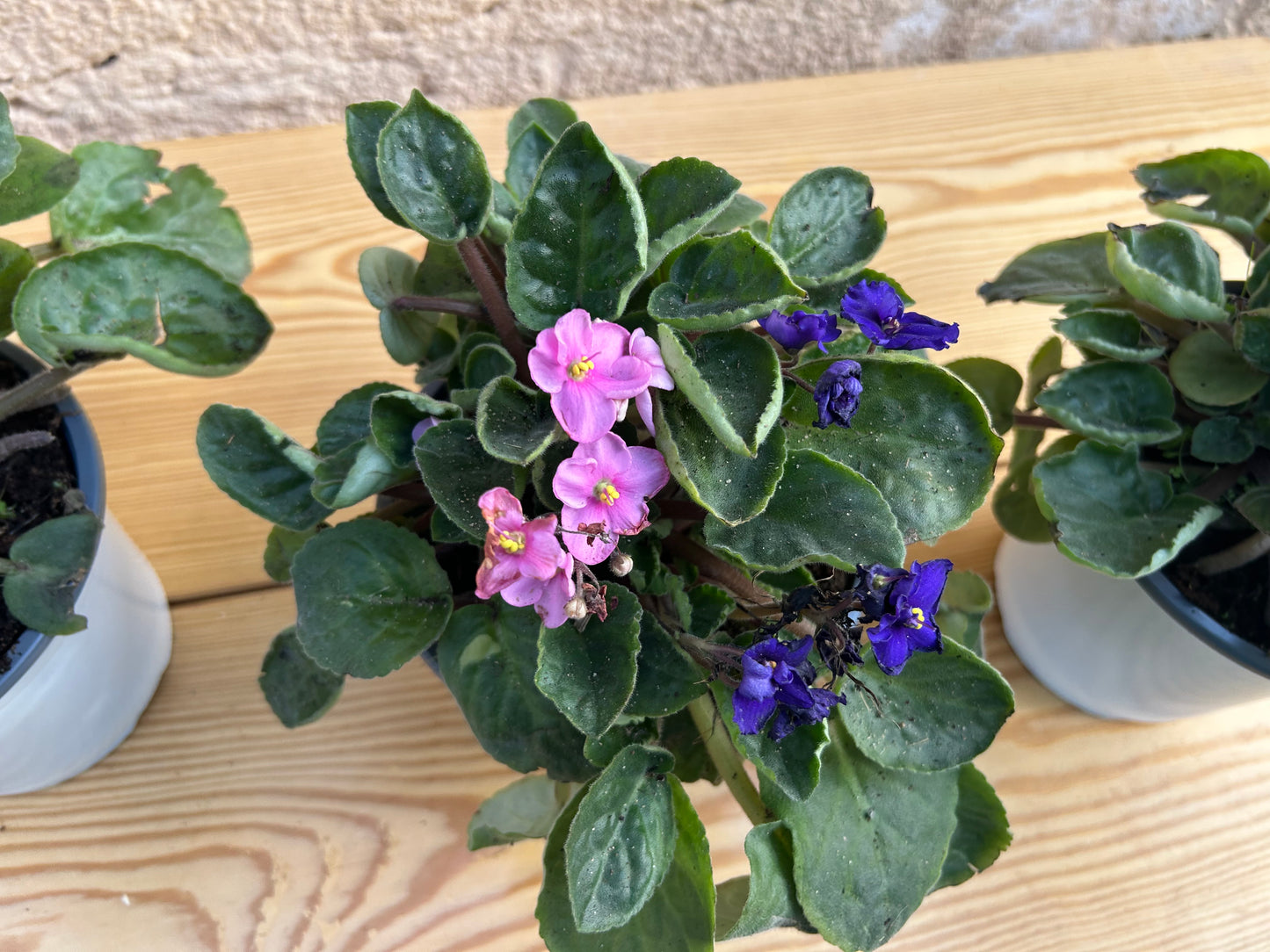 African Violet