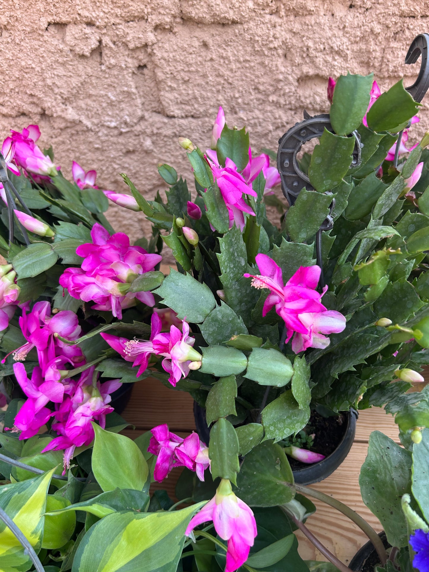 Christmas Cactus (Schlumbergera)