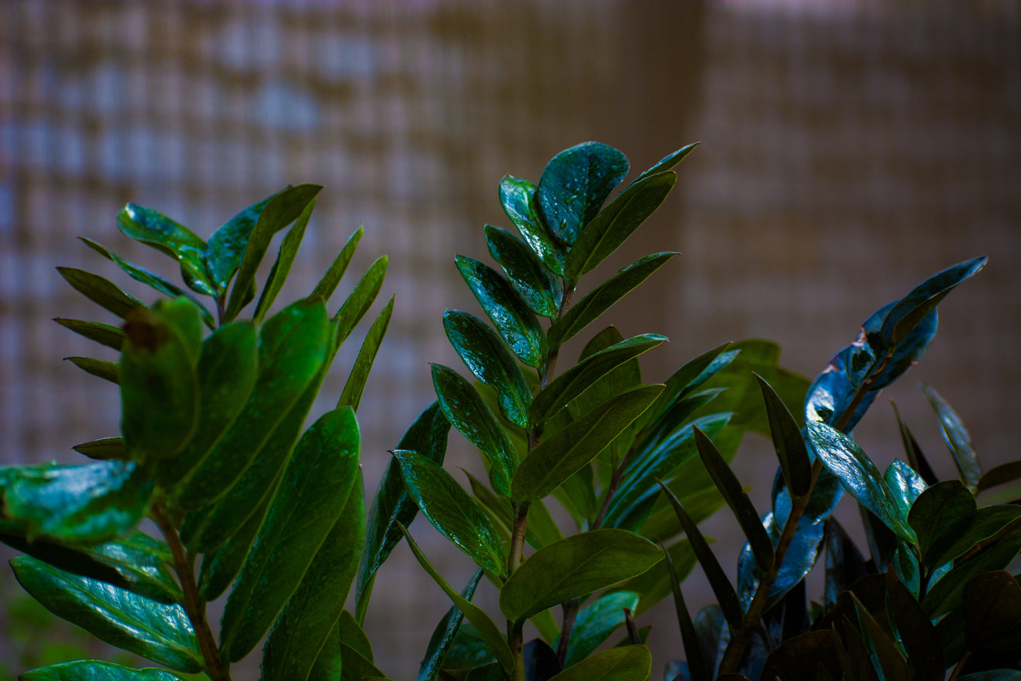 ZZ Black Zamia or Black raven
