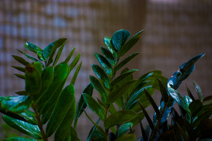 ZZ Black Zamia or Black raven
