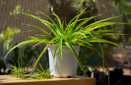 Phalangium Paradise