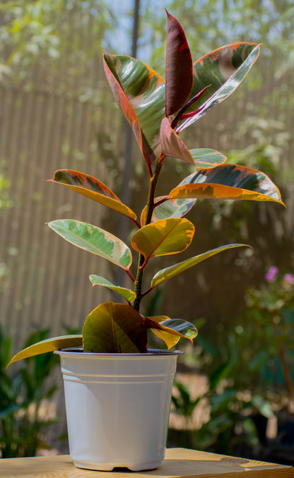 Ruby Rubber Plant
