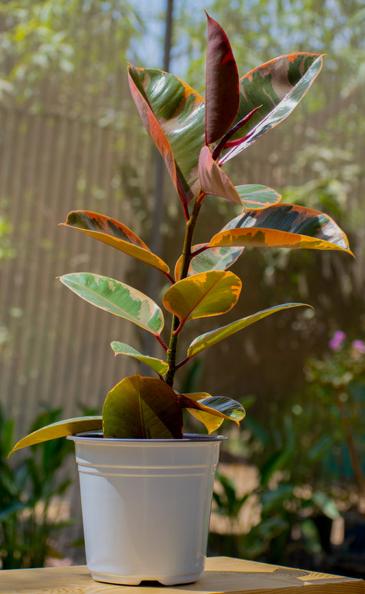 Ruby Rubber Plant