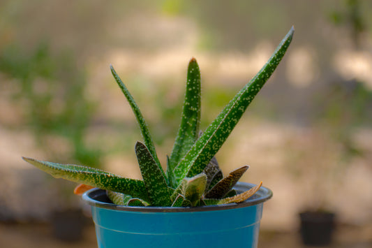 Gasteria ( Ox Tangue )