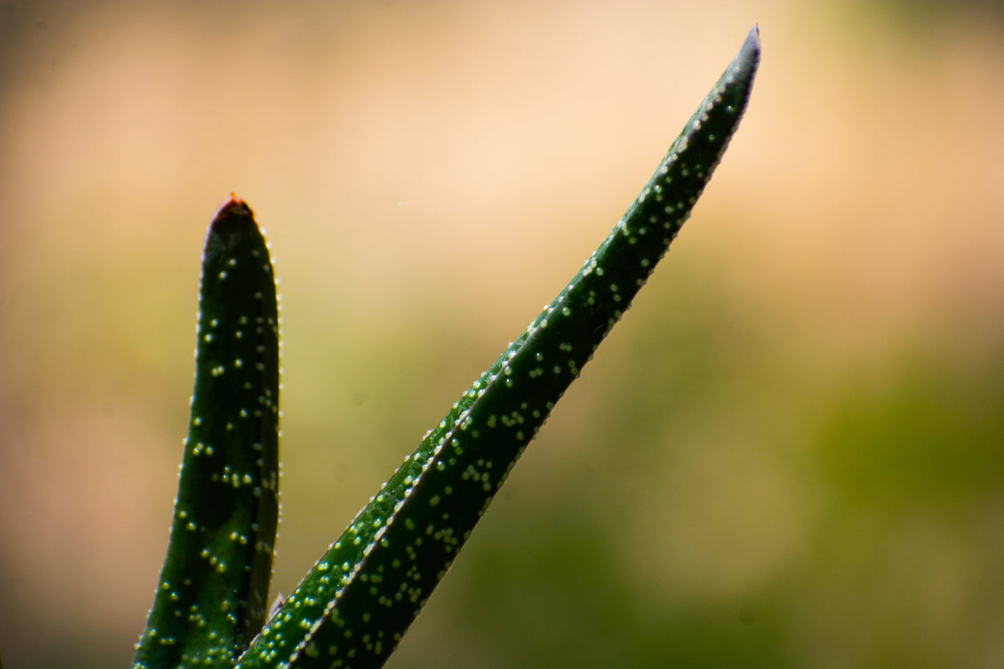 Gasteria ( Ox Tangue )