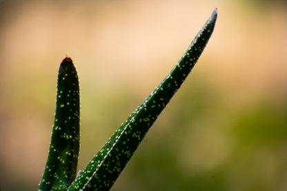 Gasteria ( Ox Tangue )