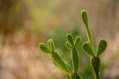 Bunny Ears Cactus