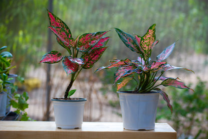 Aglonema Red