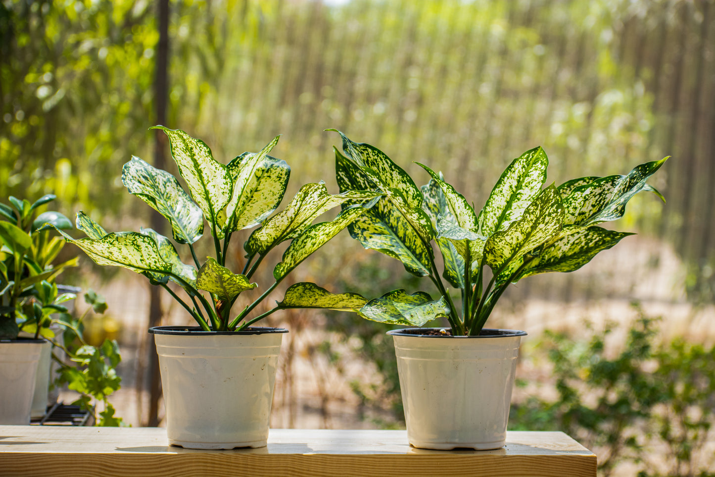 Aglonema Snow White
