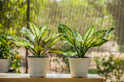 Aglonema Snow White