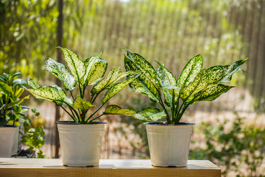 Aglonema Snow White