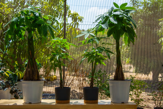 Bonsai Pachira (Pachira aquatica) – Money Tree