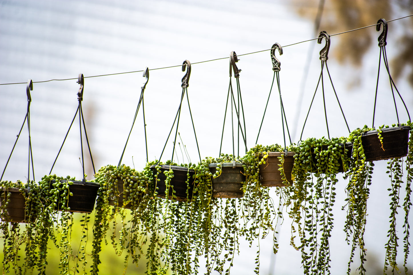 String of Pearls