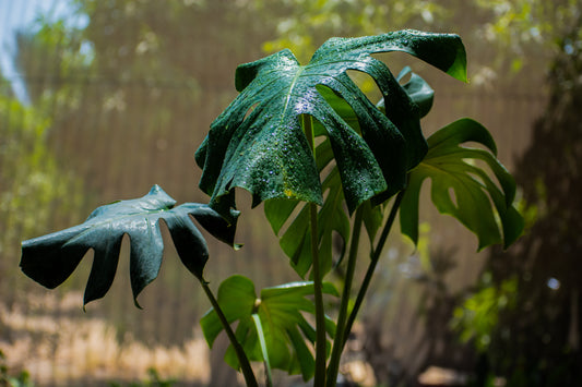 Monstera Deliciosa