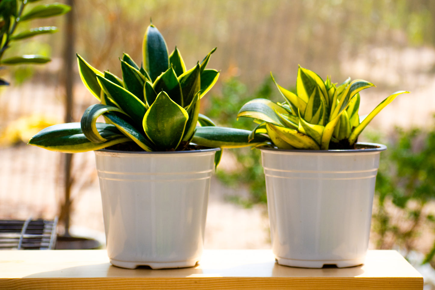 Baby Birds Nest Snake Plant -Gold Hanhi