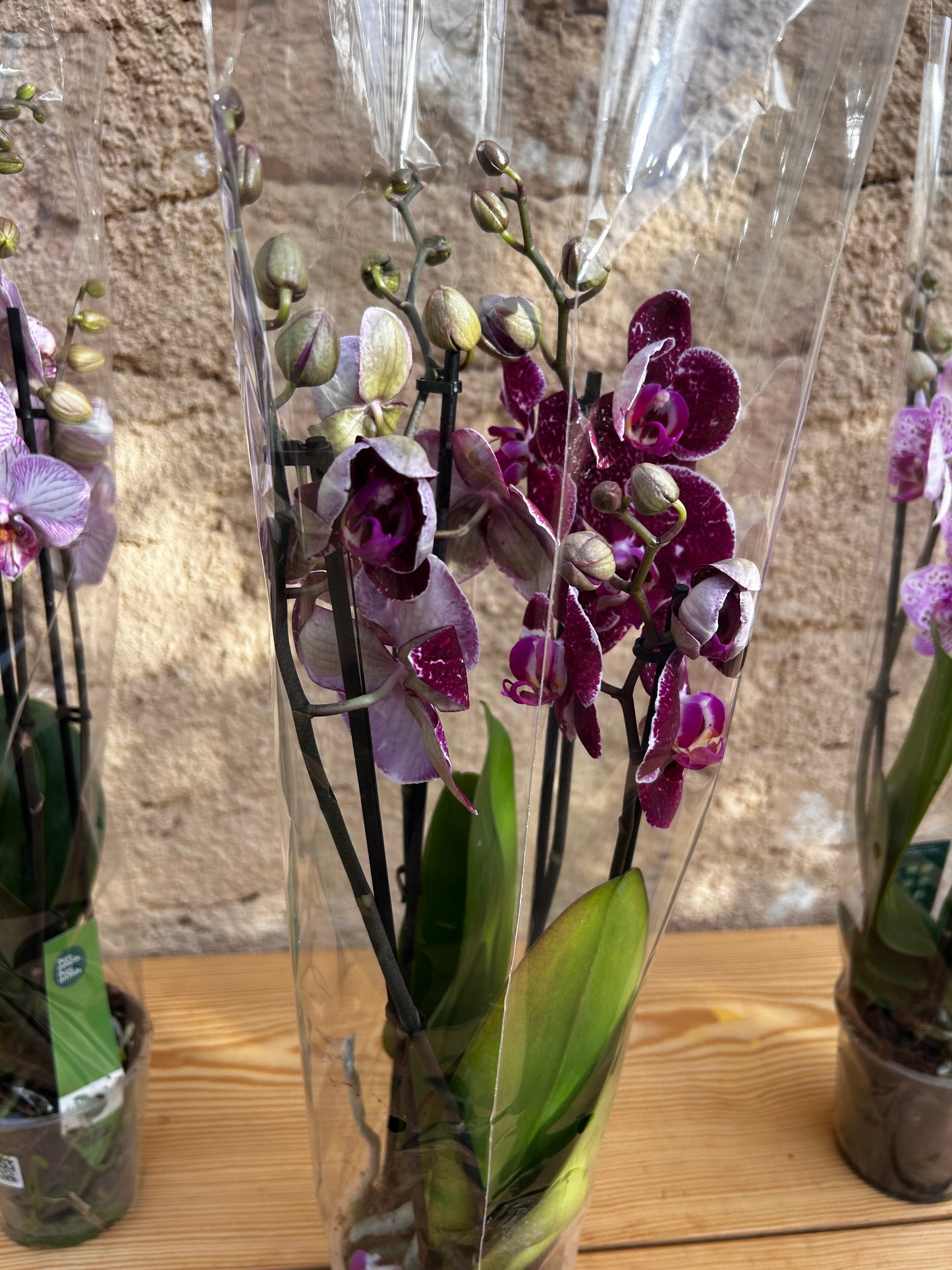 phalaenopsis orchid