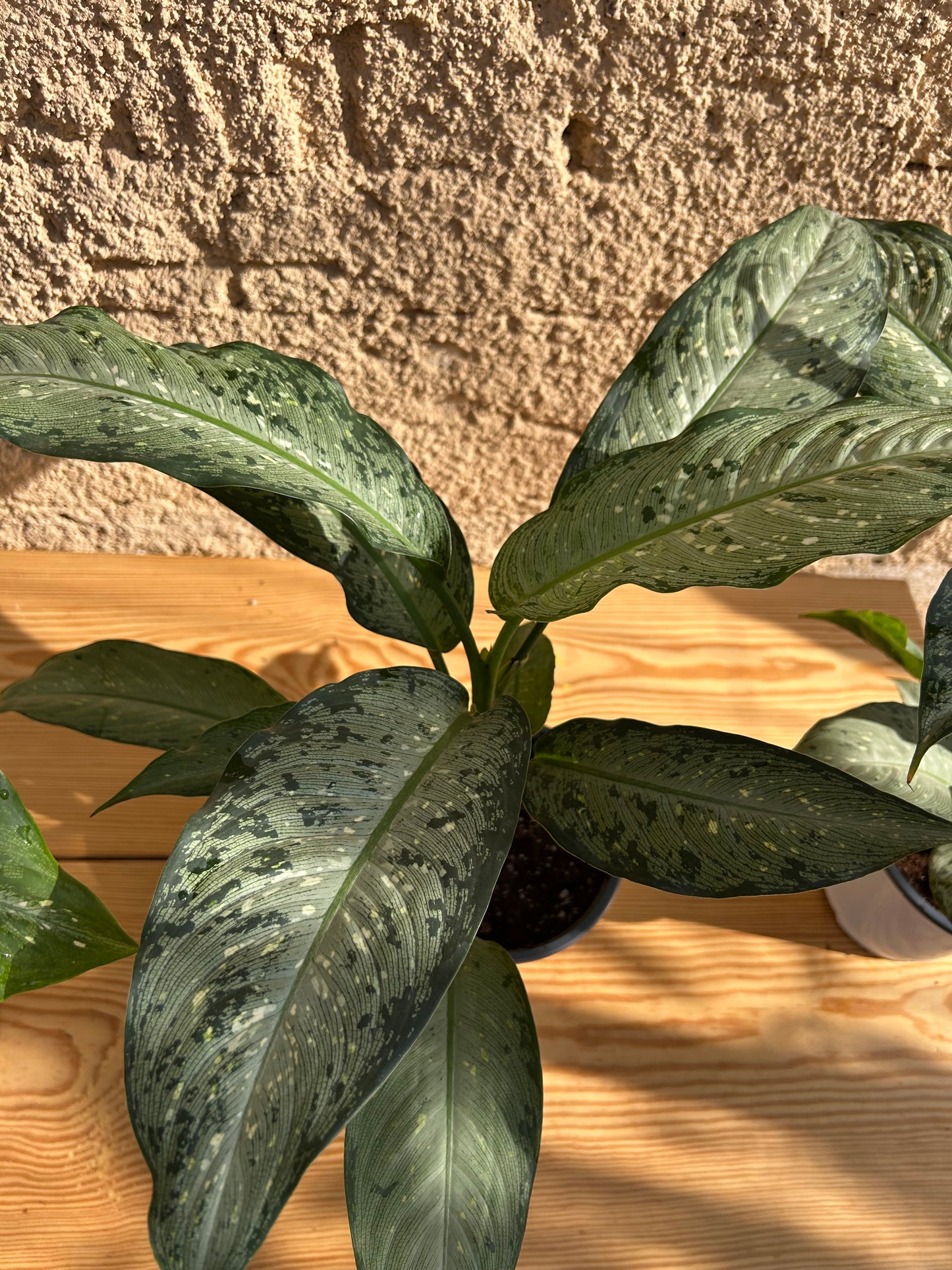 Dieffenbachia Memoria