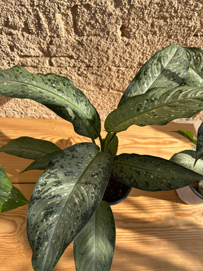 Dieffenbachia Memoria