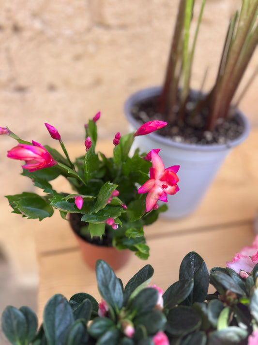 صبار عيد الميلاد