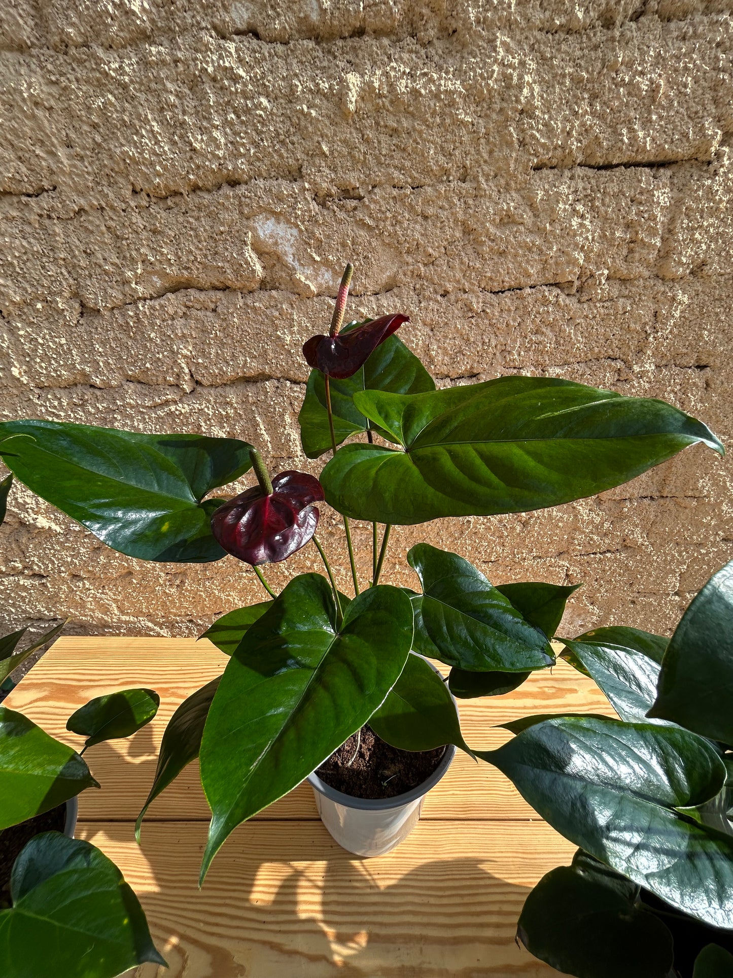 نبات أنثريوم اسود