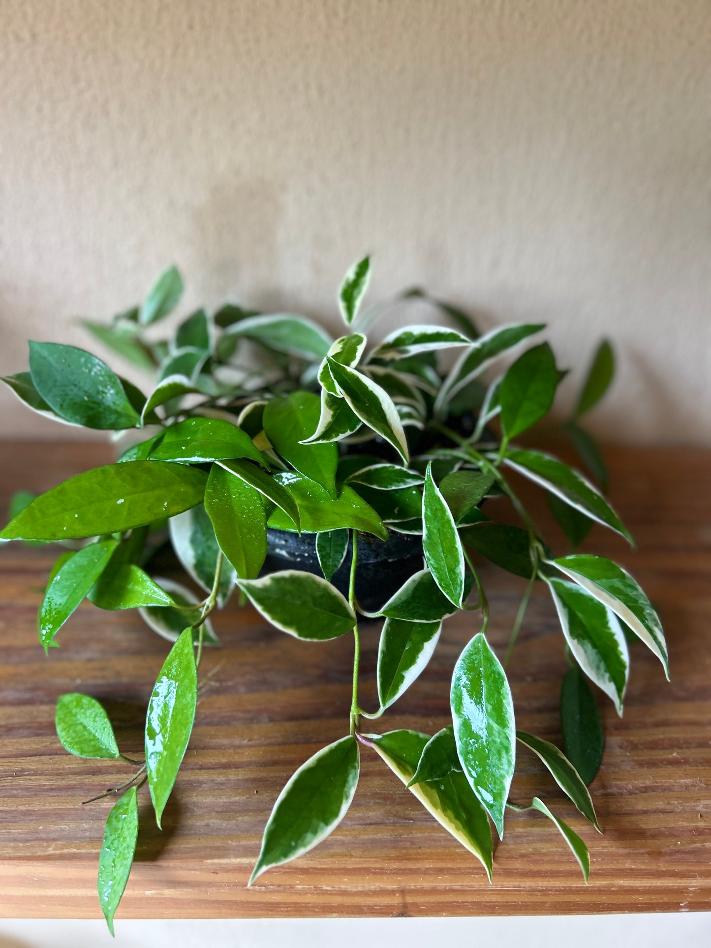 Hoya variegated