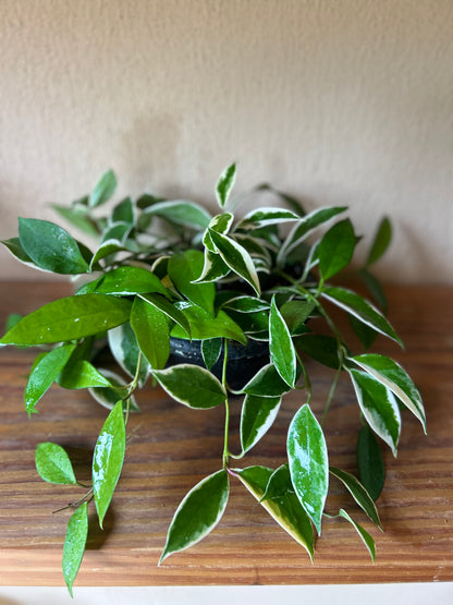 Hoya variegated