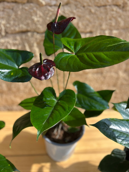 نبات أنثريوم اسود