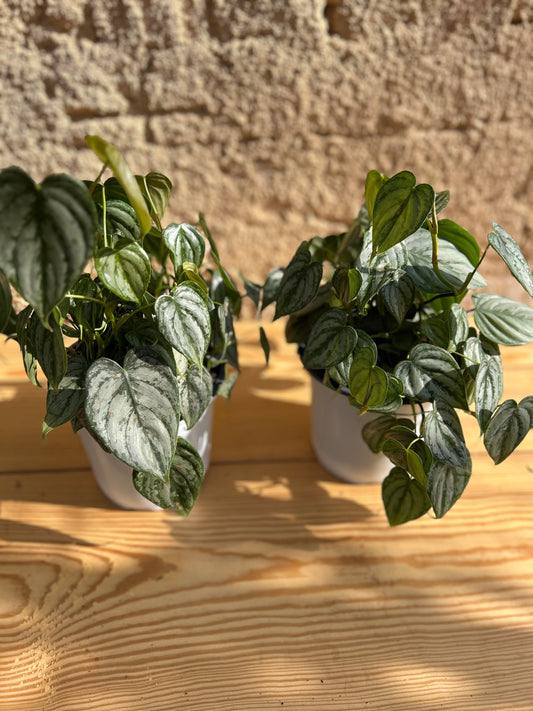 Philodendron brandtianum