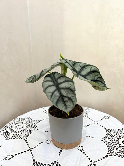 Alocasia Silver dragon