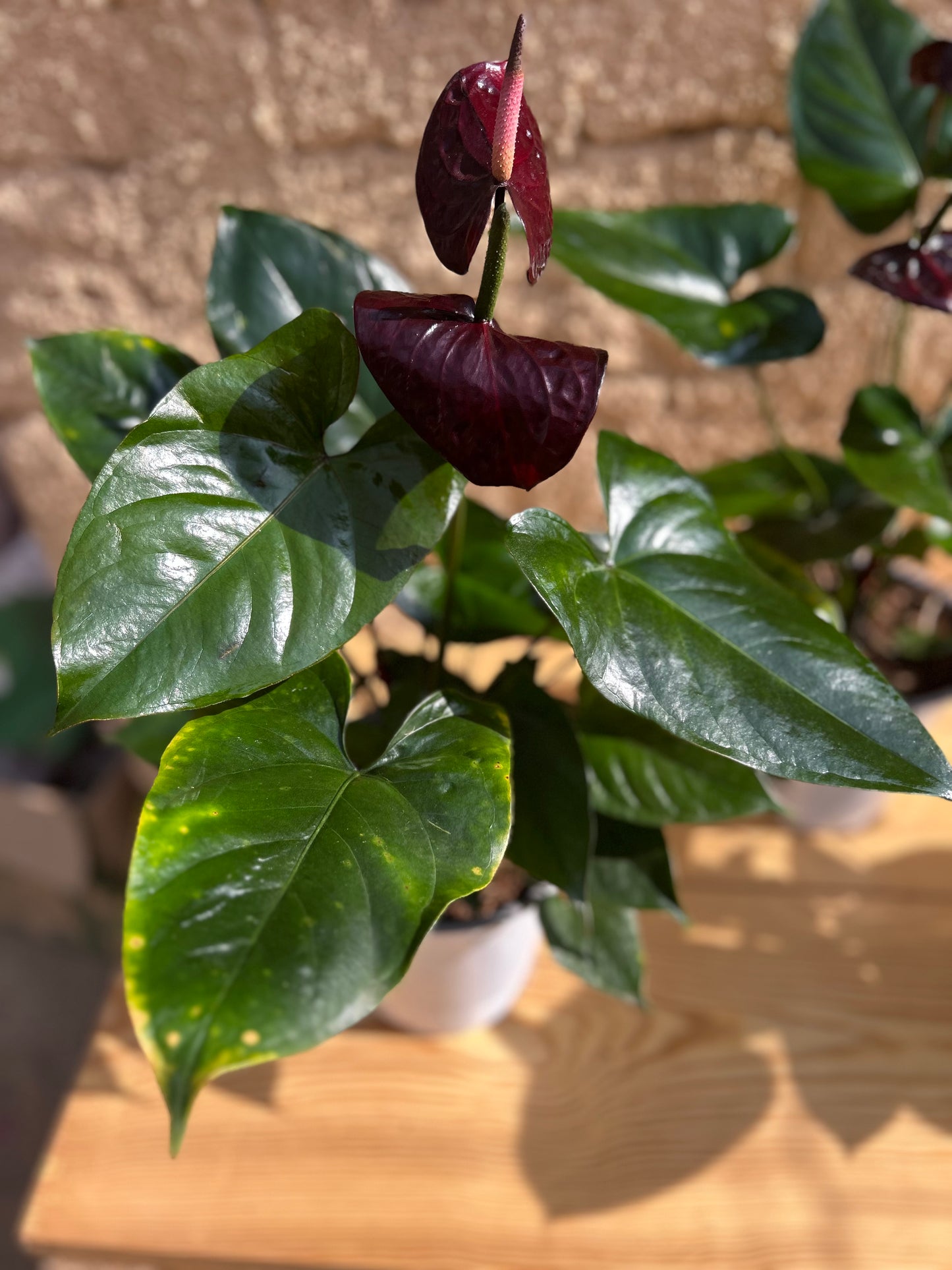 نبات أنثريوم اسود