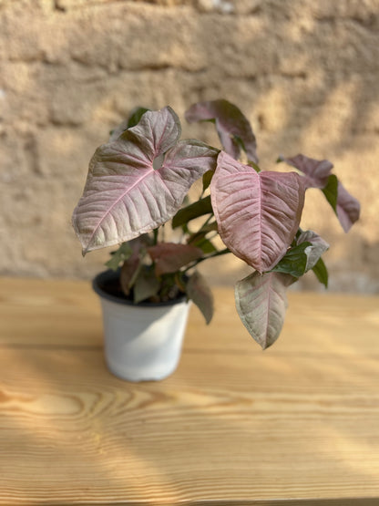 Pink Syngonium