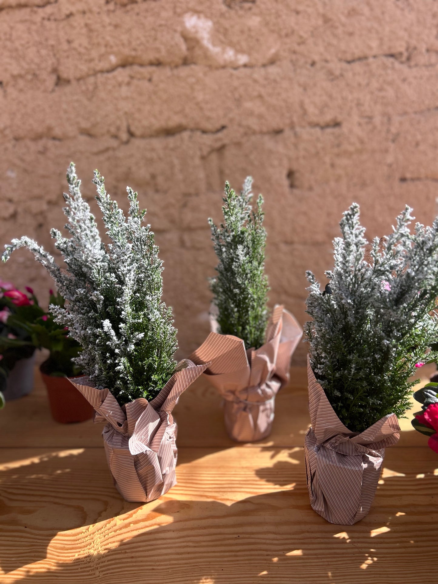 Snow-Frosted Chamaecyparis Ellwoodii