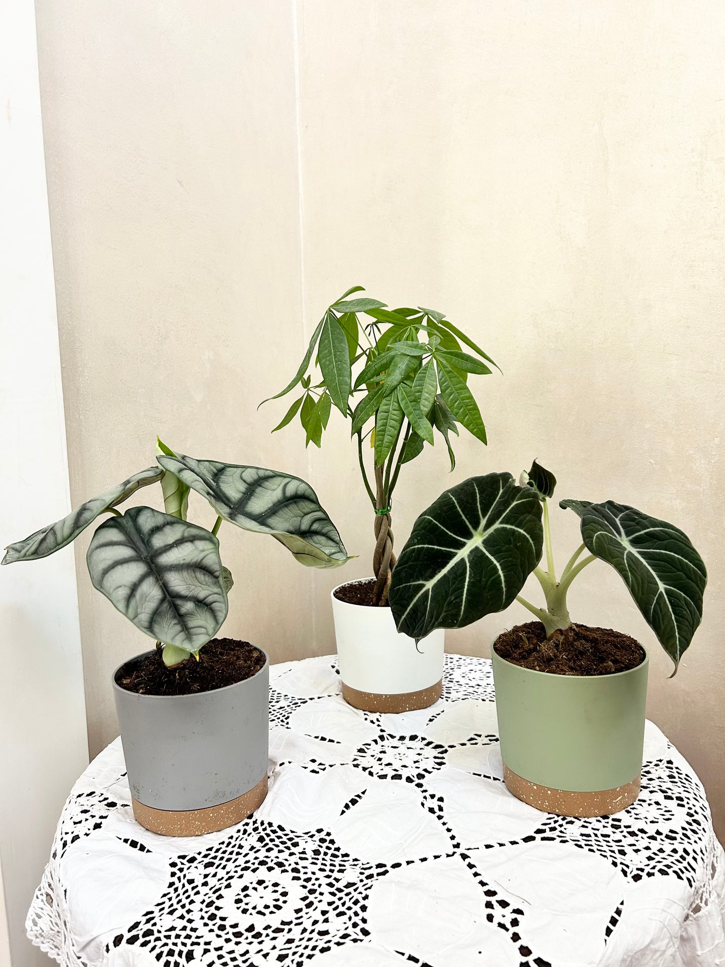 Alocasia Silver dragon