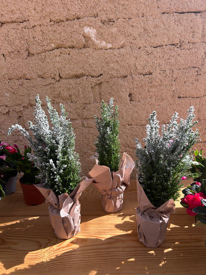 Snow-Frosted Chamaecyparis Ellwoodii