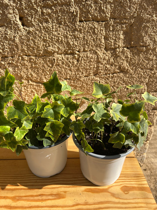 للبلاب الإنجليزي أة الهيدرا