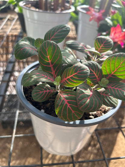 Fittonia plant