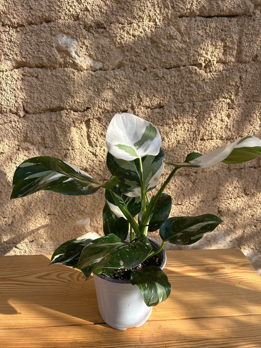 Philodendron White Princess