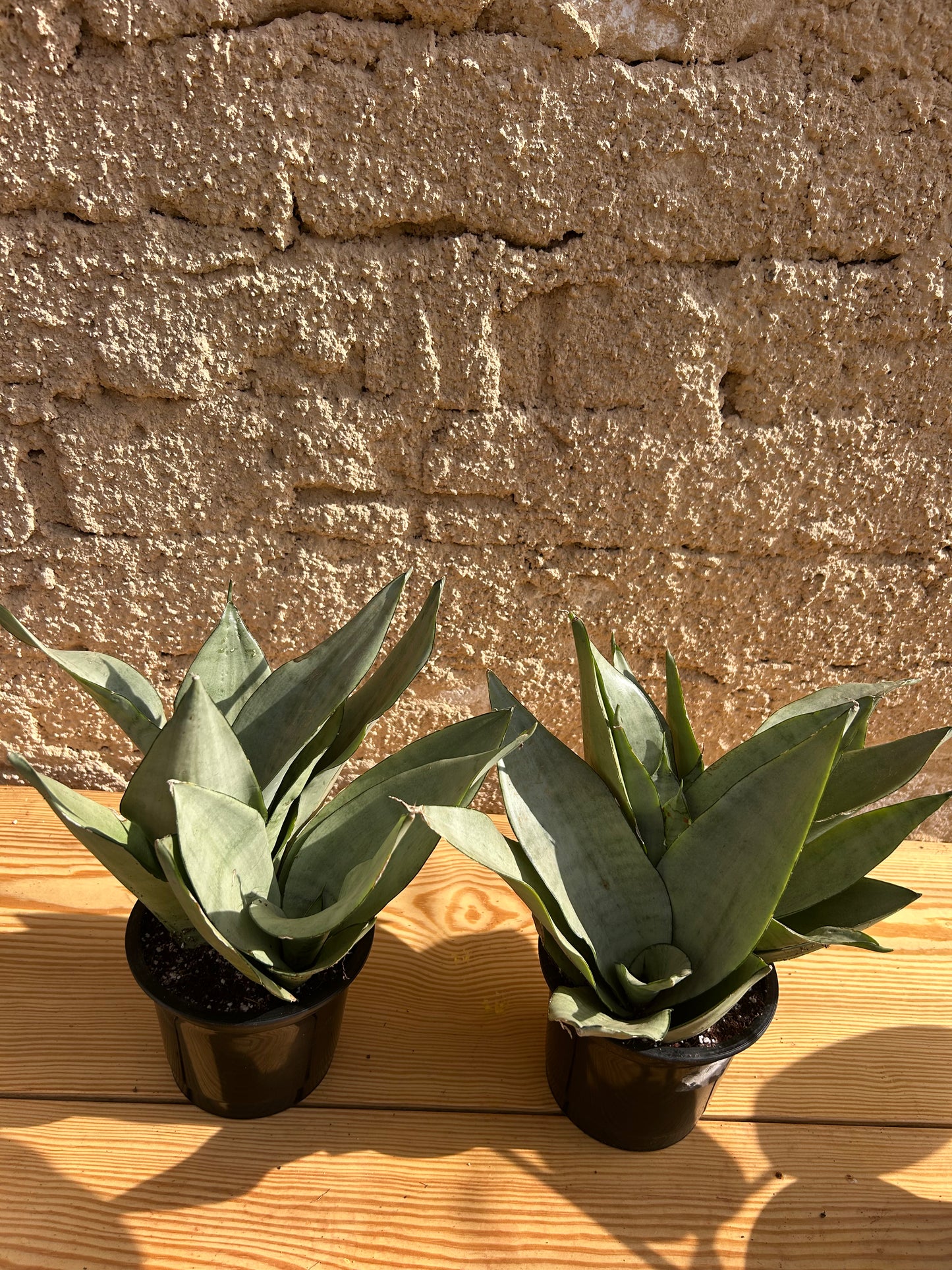 Moonshine snake plant