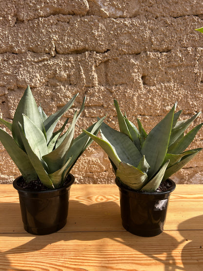 Moonshine snake plant