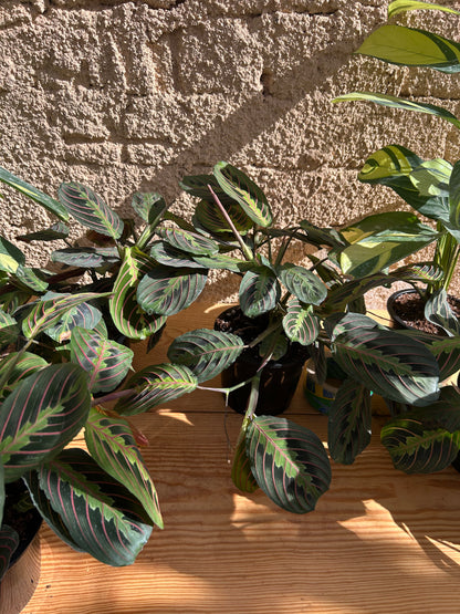 Maranta plant
