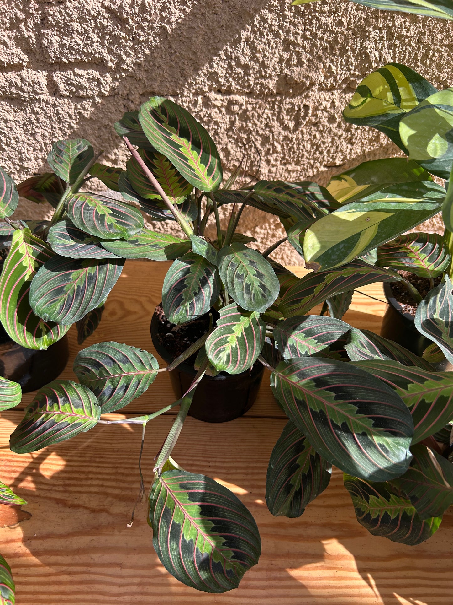 Maranta plant